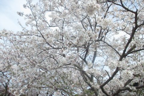 満開の桜の下で🌸