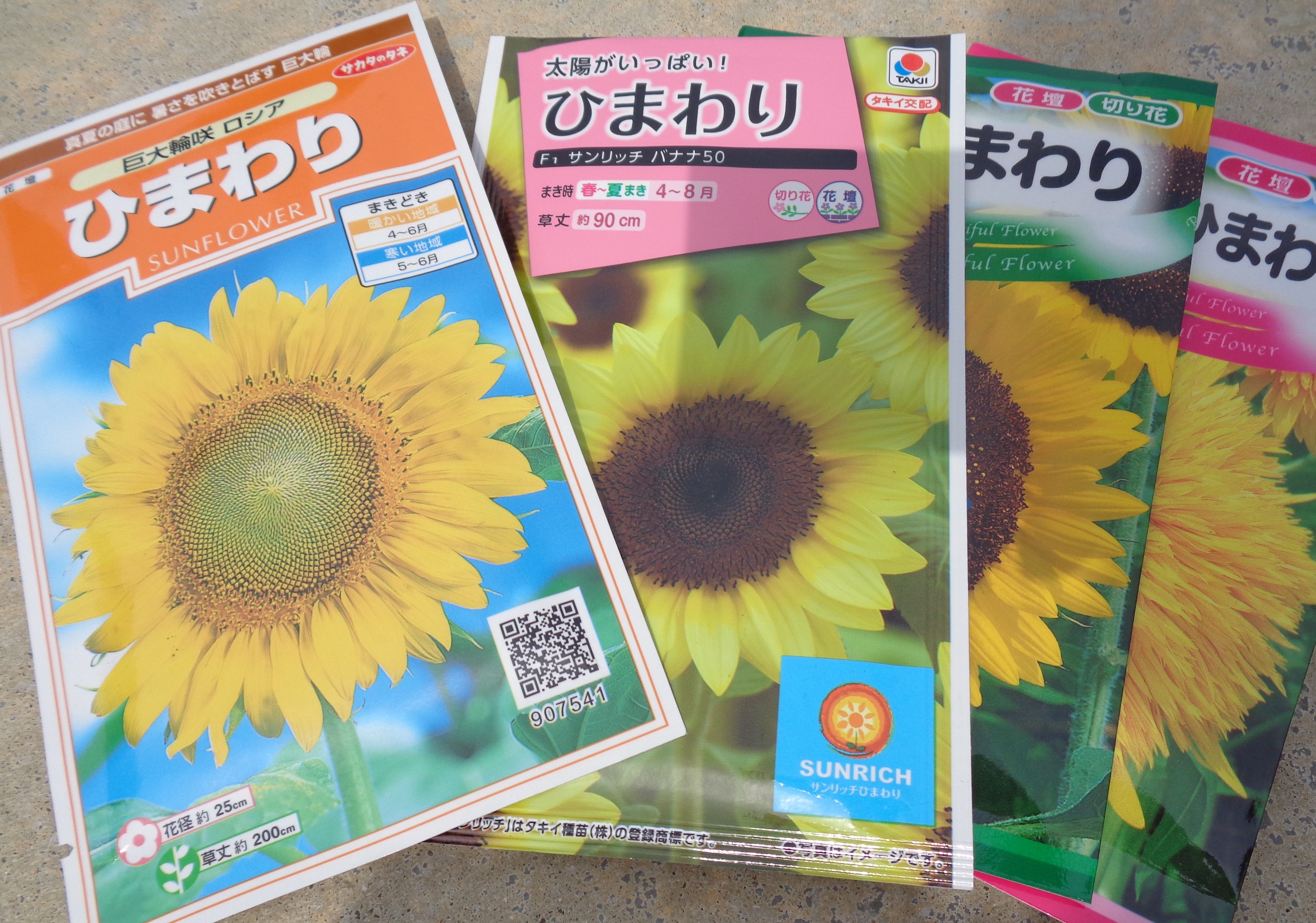 ひまわりの種を植えました！ | 社会福祉法人あすか福祉会の