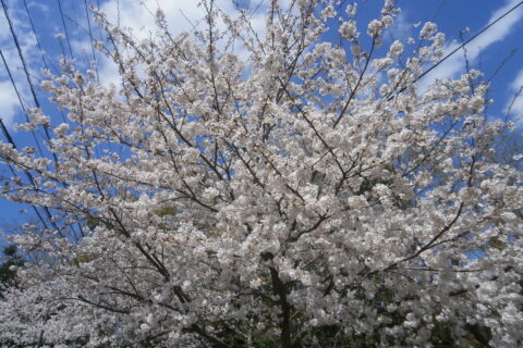 ✿桜のお花見レク✿