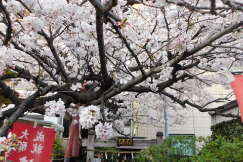 春のお散歩～桜の木の下で　凛・優ユニット～