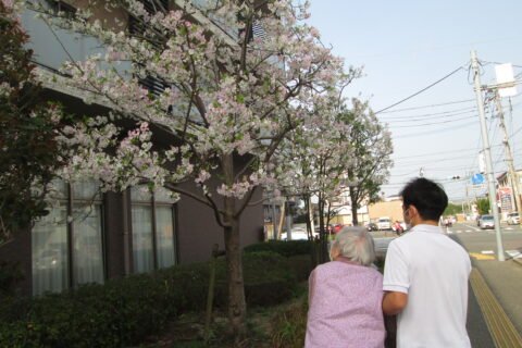桜が咲き始めました❀
