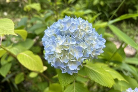 外出レクリエーション🌳森林植物園へ