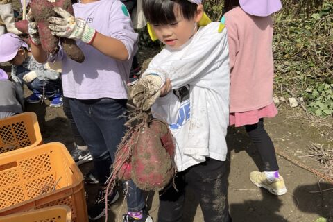 たくさんのお芋を掘りました😄