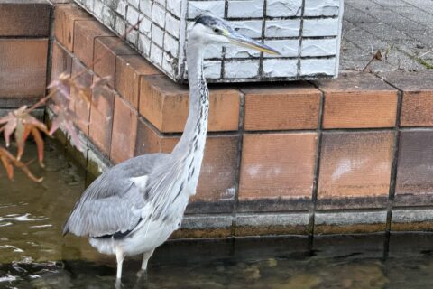 早朝ウォーキング　in 大濠公園