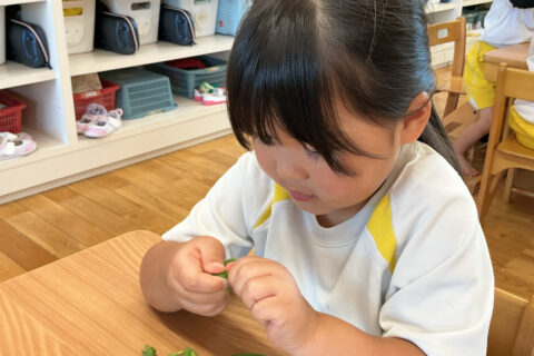 さやいんげんのスジとりしました！！