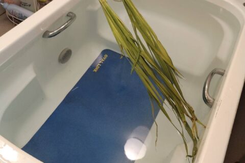 菖蒲湯