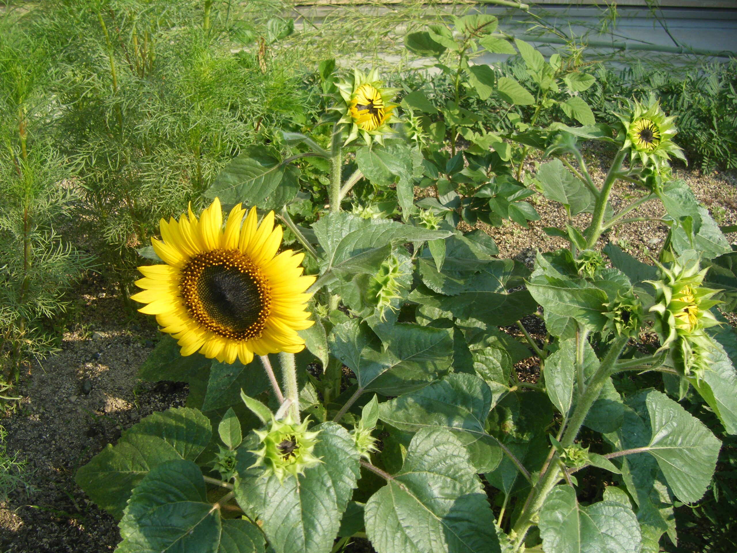 もう……夏がキターーー！！🌞