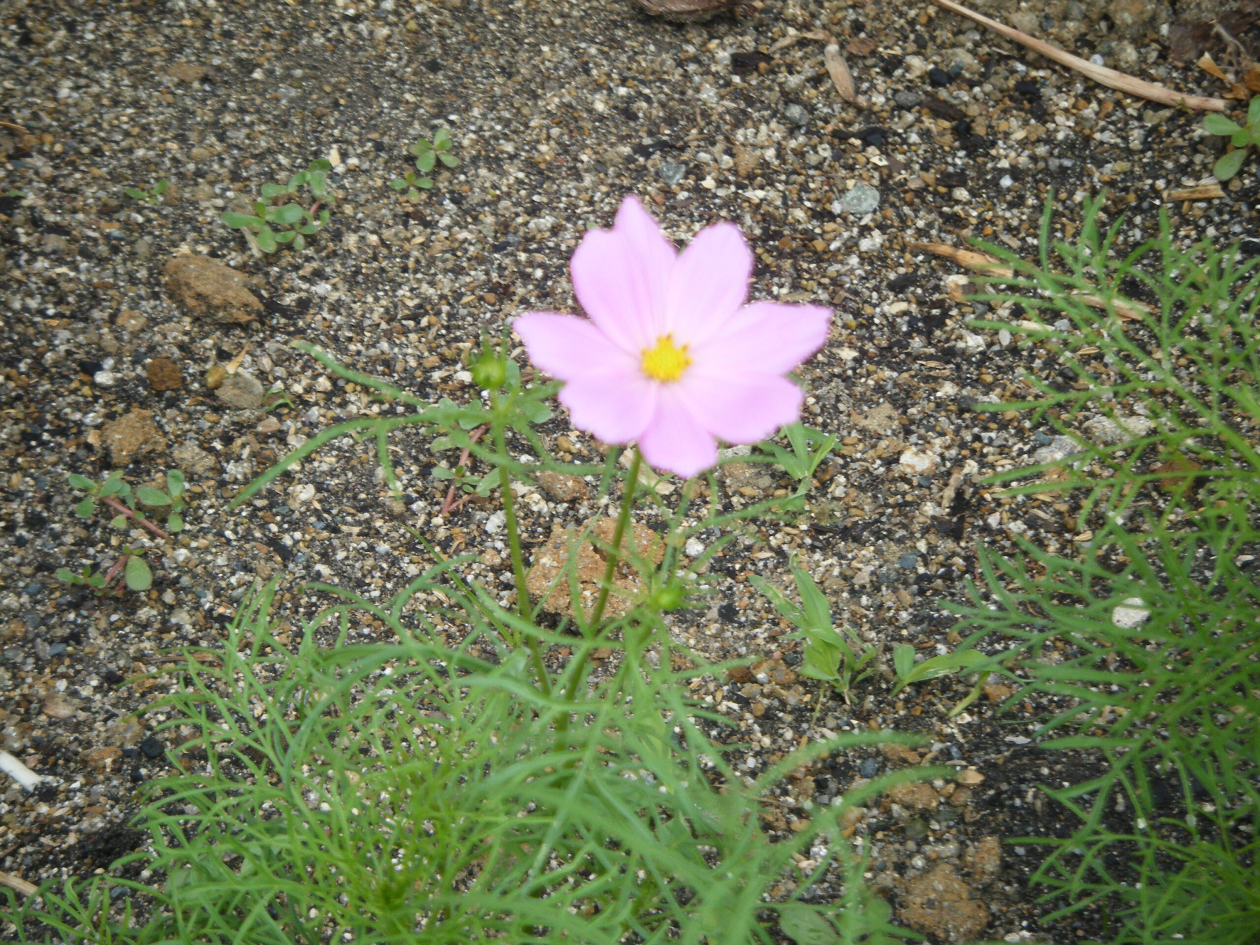 あっという間に！咲きました！！🌼