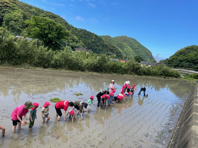 5歳児の田植え体験