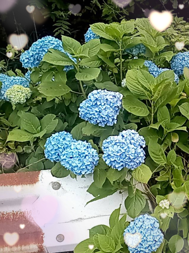６月の様子