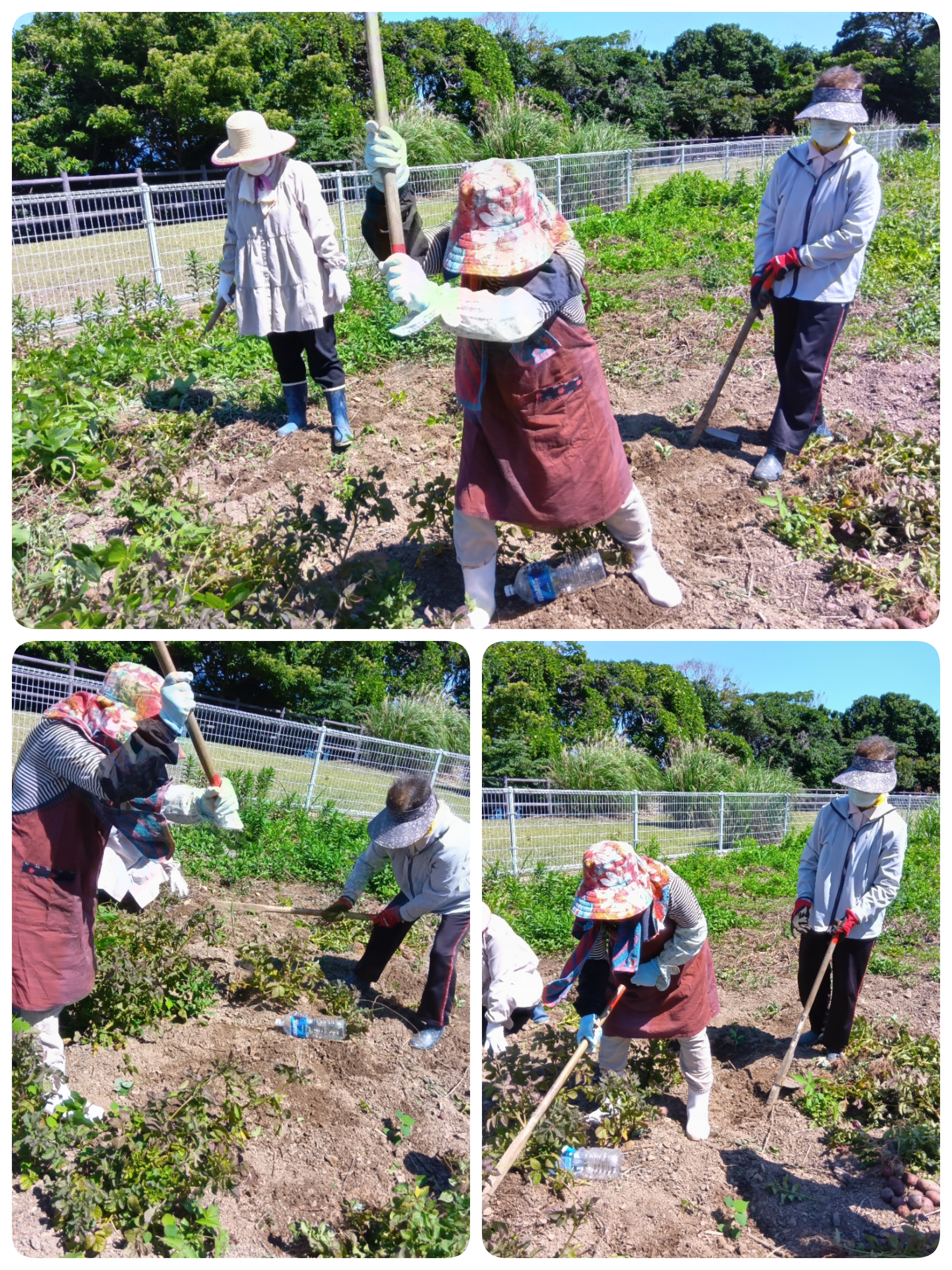 じゃが芋と南瓜の収穫！！