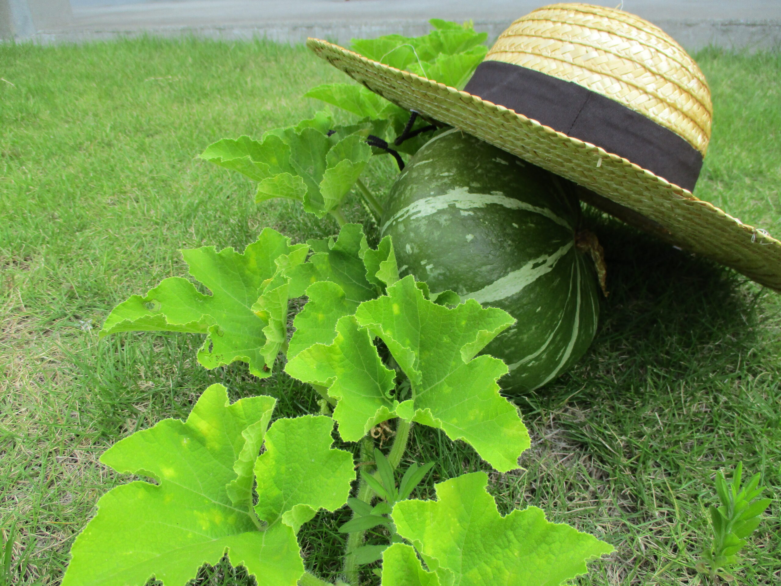 七夕とお野菜