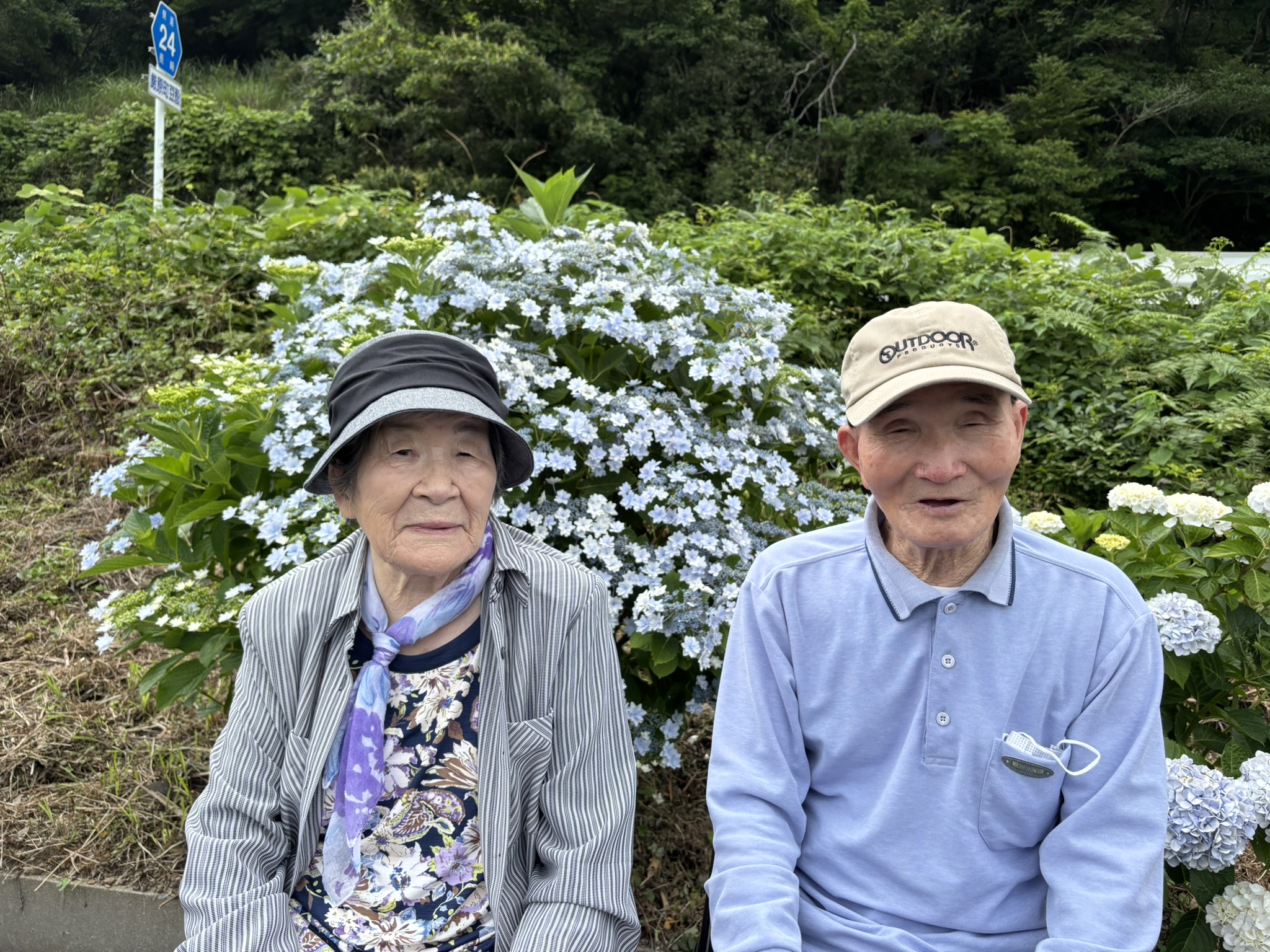 アジサイ見学に行ってきました