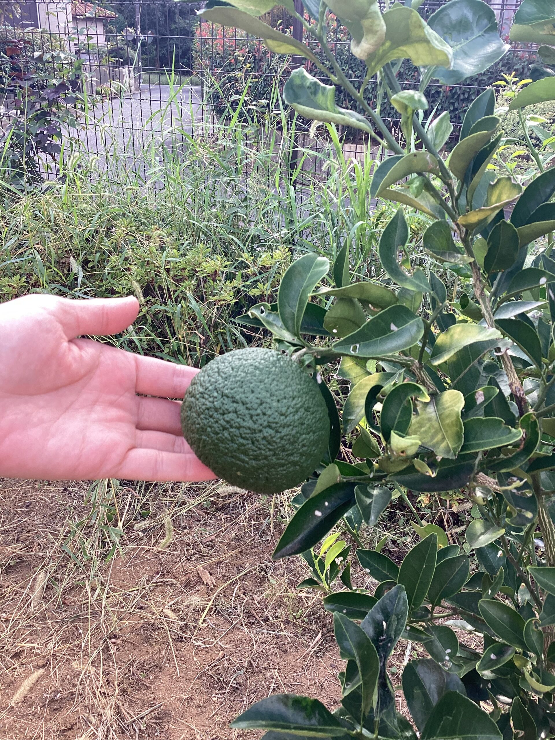 🍂**秋の散歩でカボスの実を発見！**🍃
