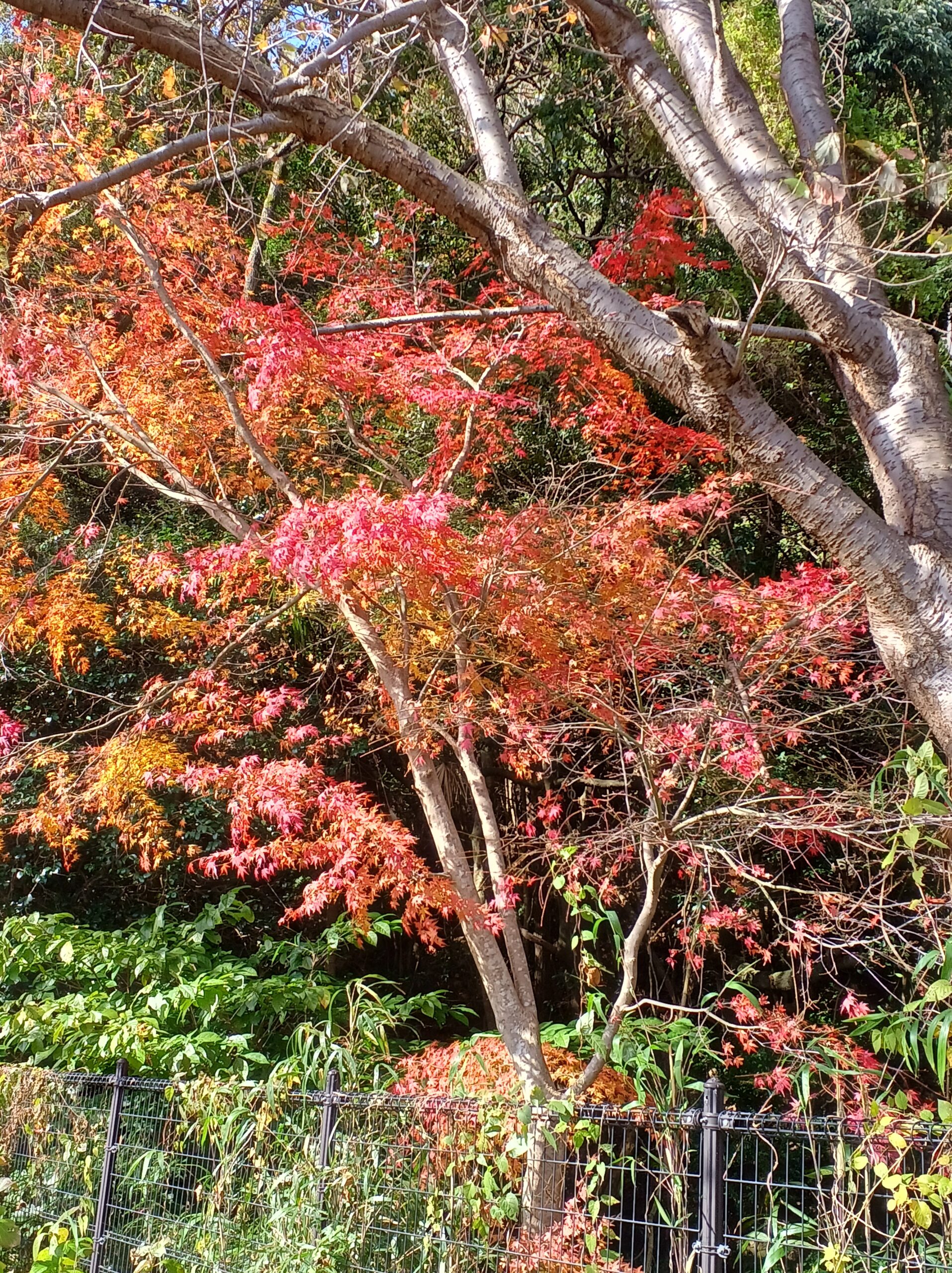 お外で紅葉を見ながら ランチタイム✨ お外で紅葉を見ながら ランチタイム✨
