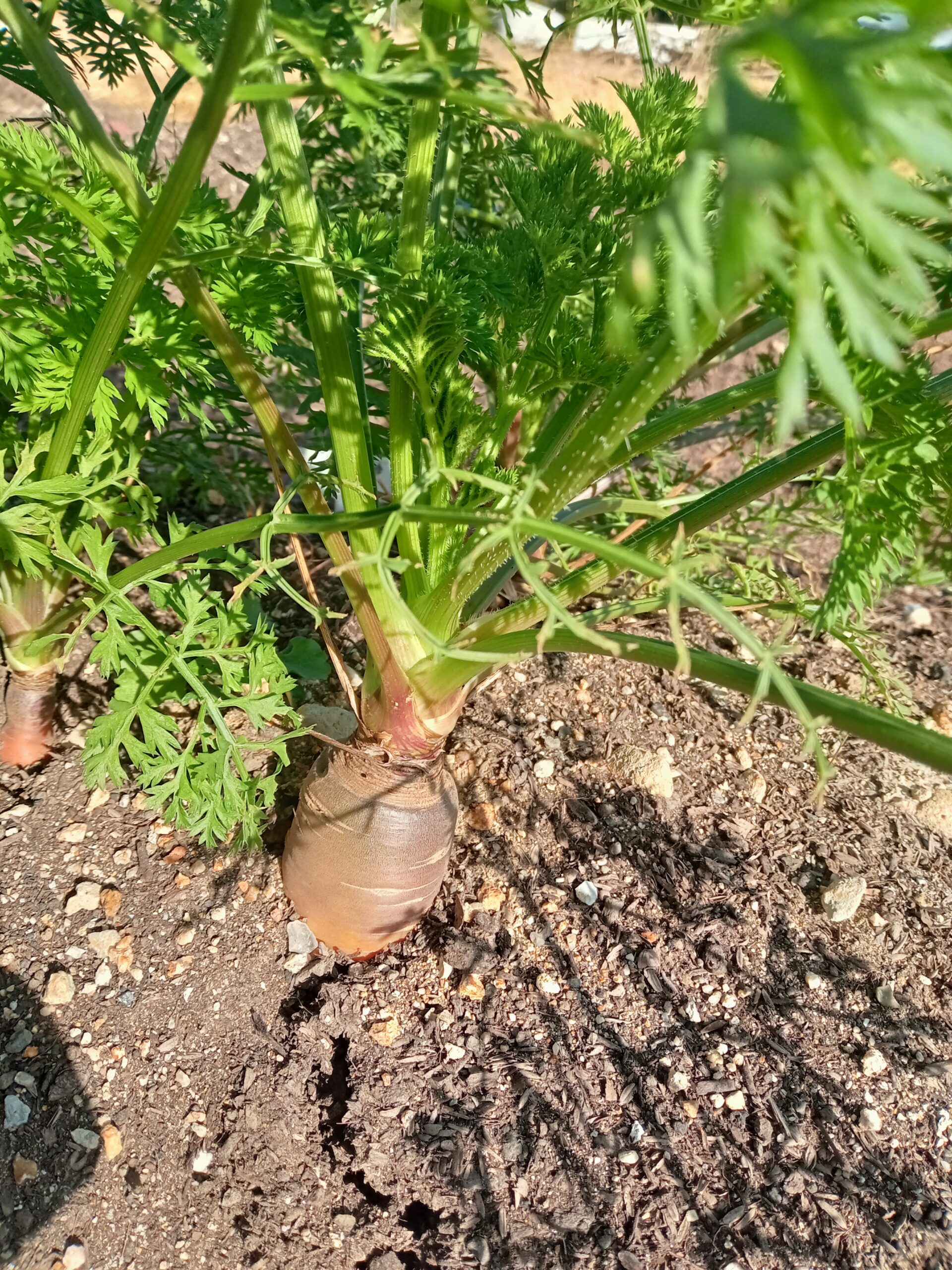 畑の人参🥕~収穫~ 畑の人参🥕~収穫~