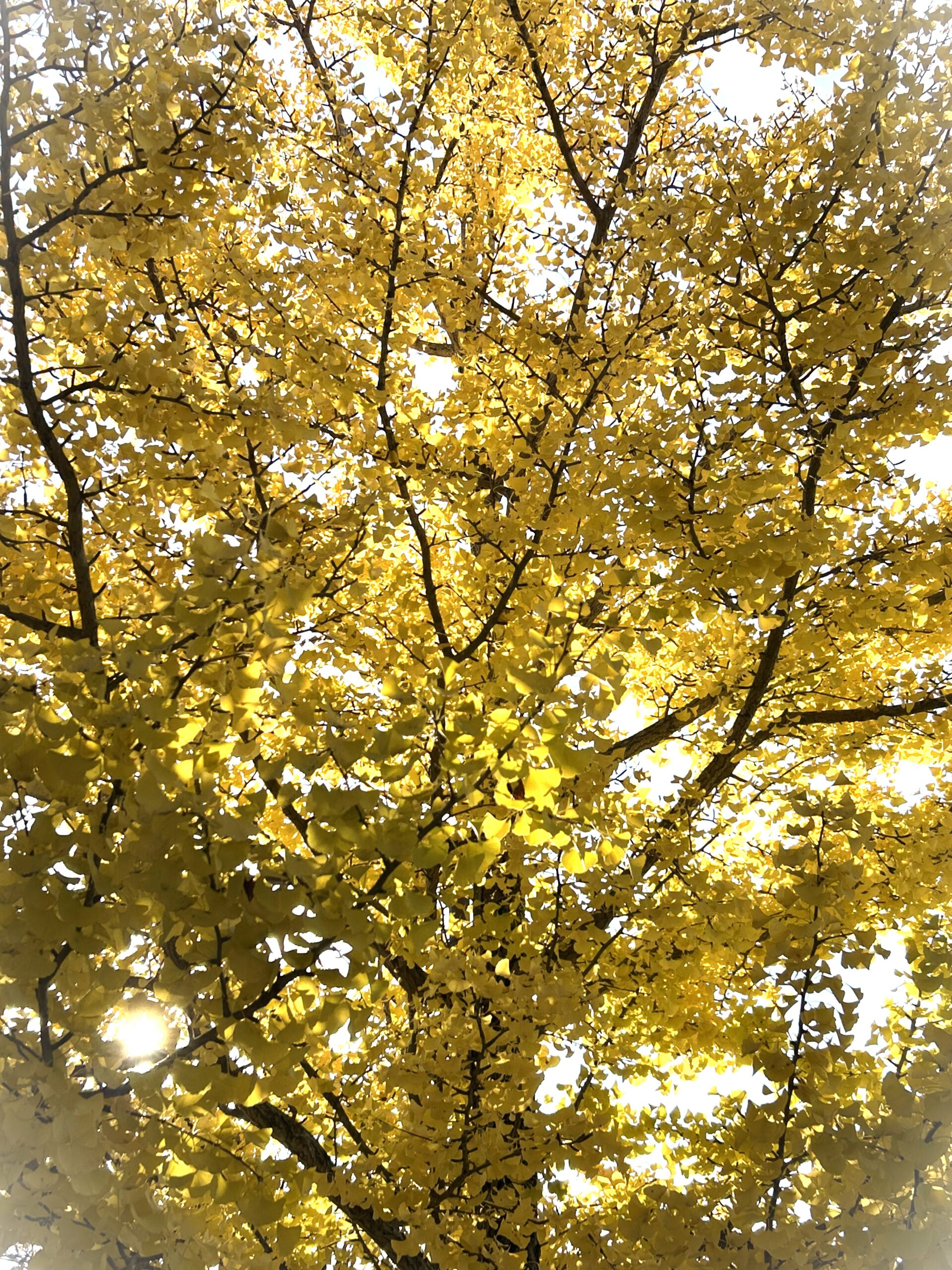 明心苑　～公園へ外出レク～