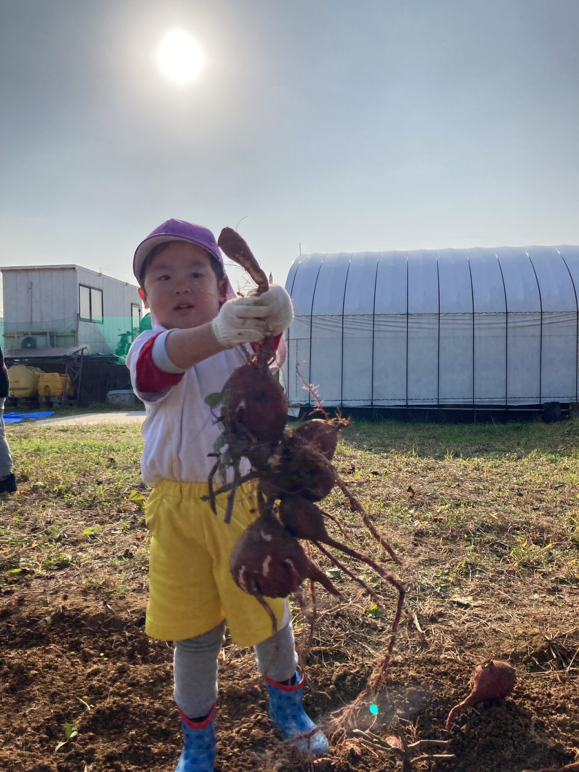 🍠芋ほり大会~以上児編~ 🍠芋ほり大会~以上児編~