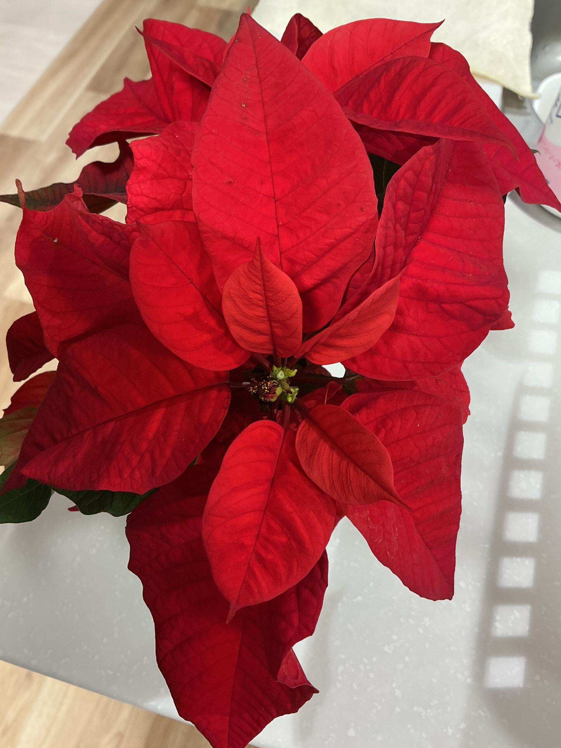 クリスマス飾りつけ☆彡