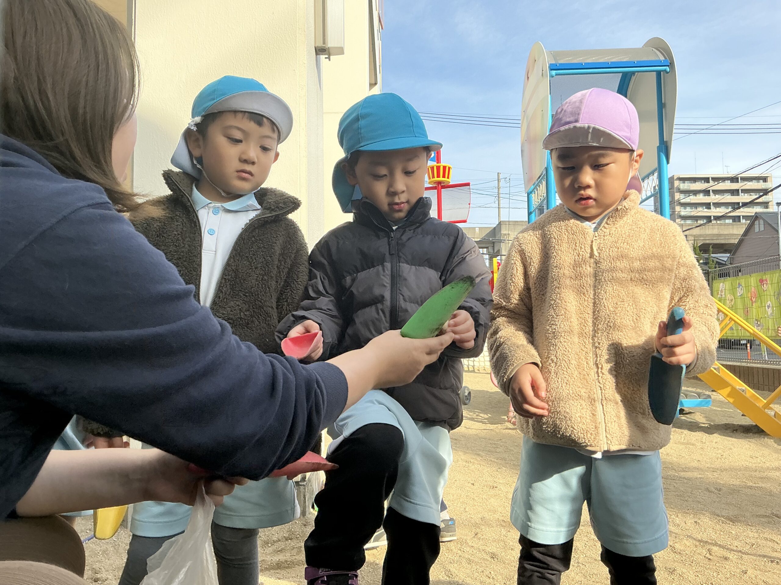 ４歳５歳でチューリップを植えたよ🌷