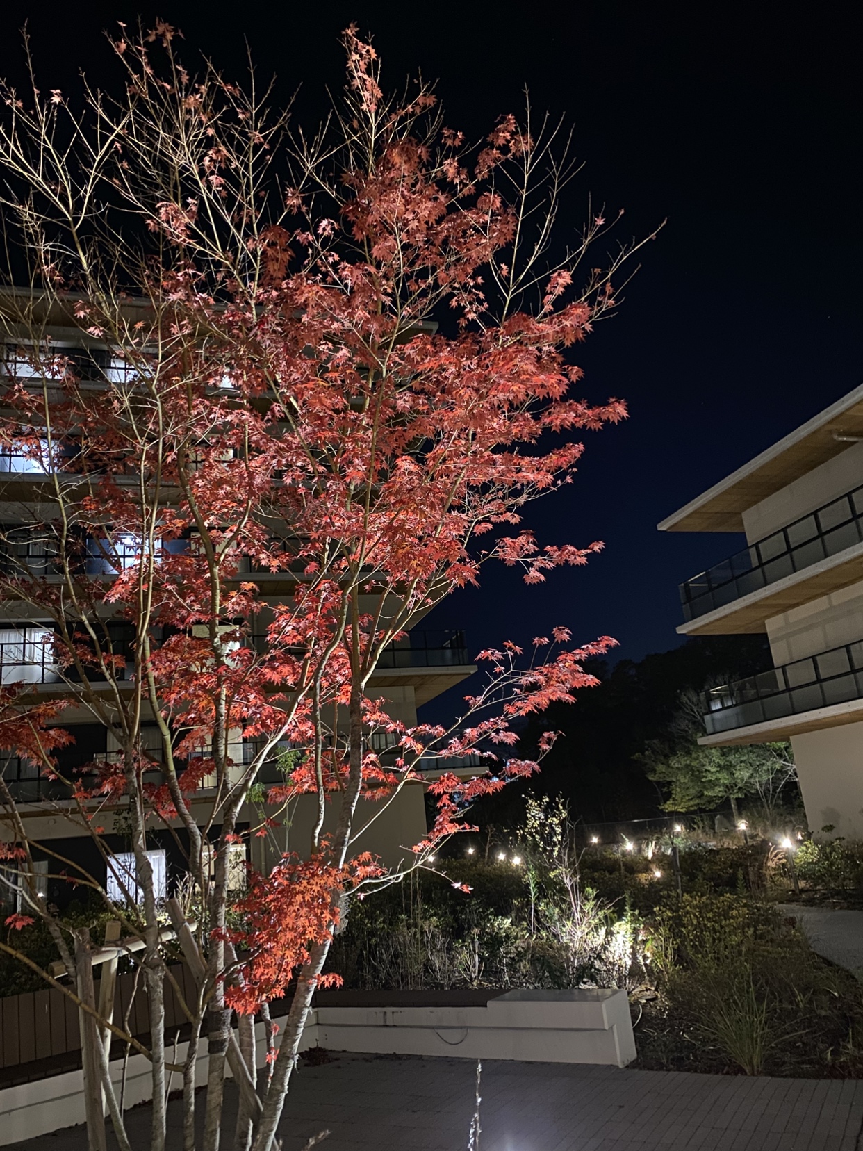 秋祭り🎶～午後の部＆たこ焼き