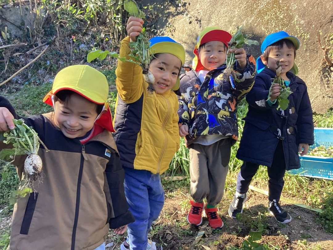 大根掘ったよ！そして食べてみたよ( *´艸｀)（３歳児　ひまわり組）