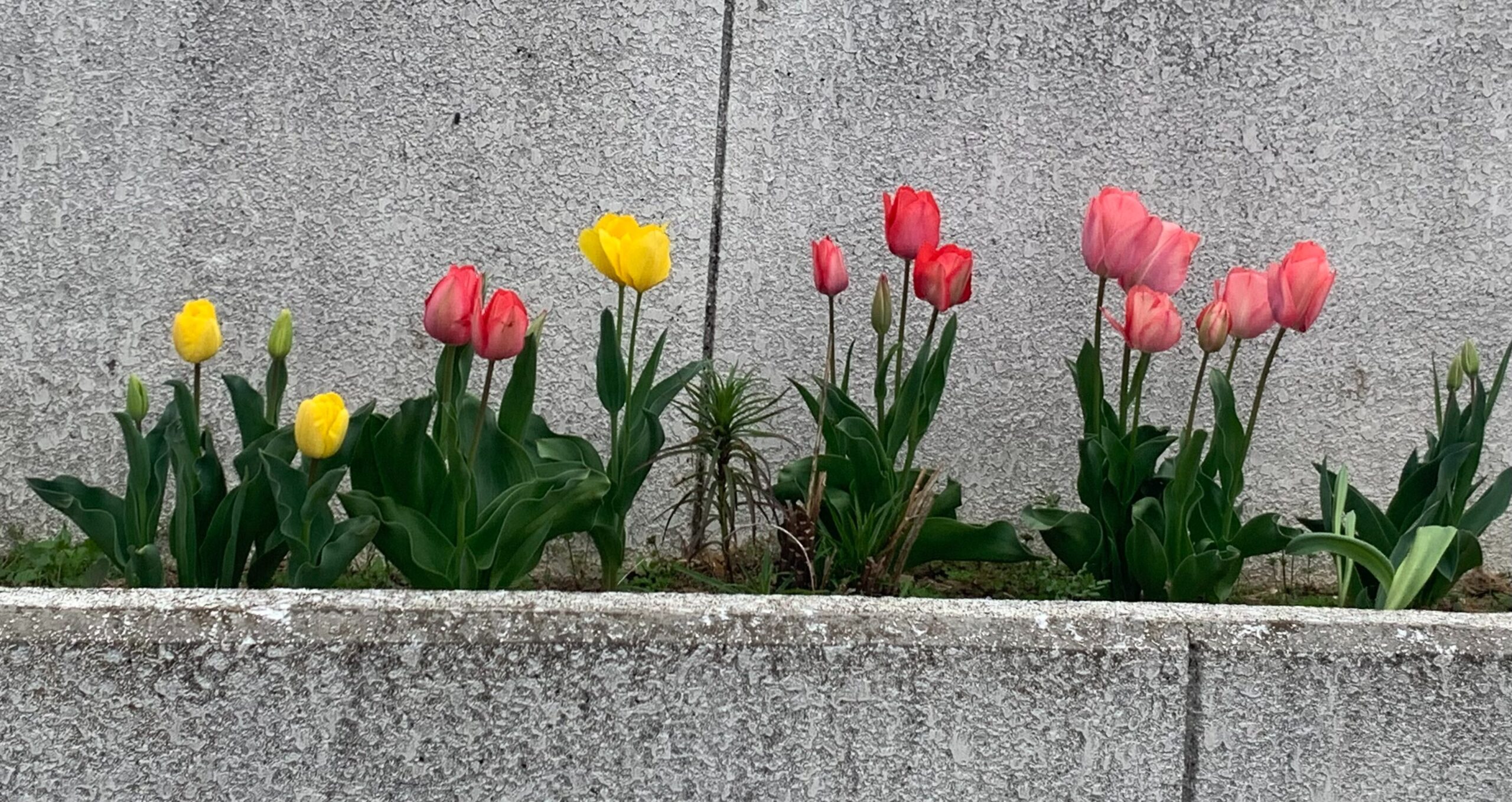 新年度がはじまりました! 新年度がはじまりました!