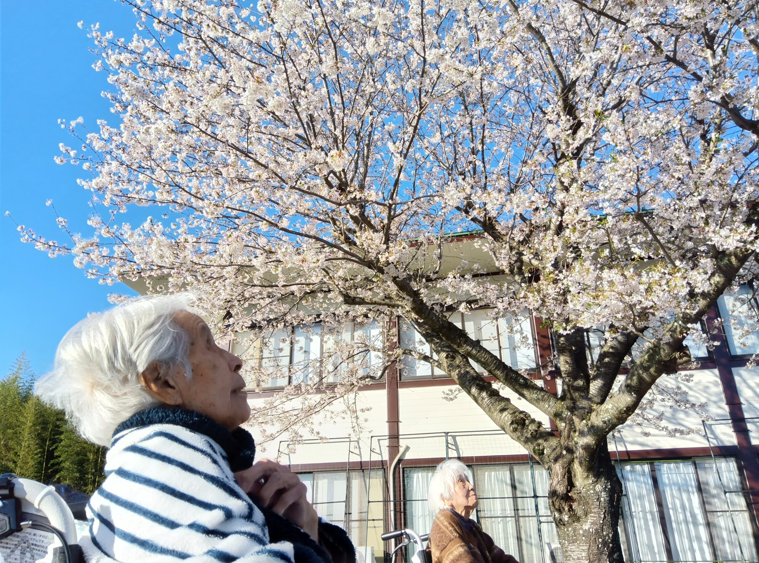 明心苑　～🌸お寺へお花見🌸～