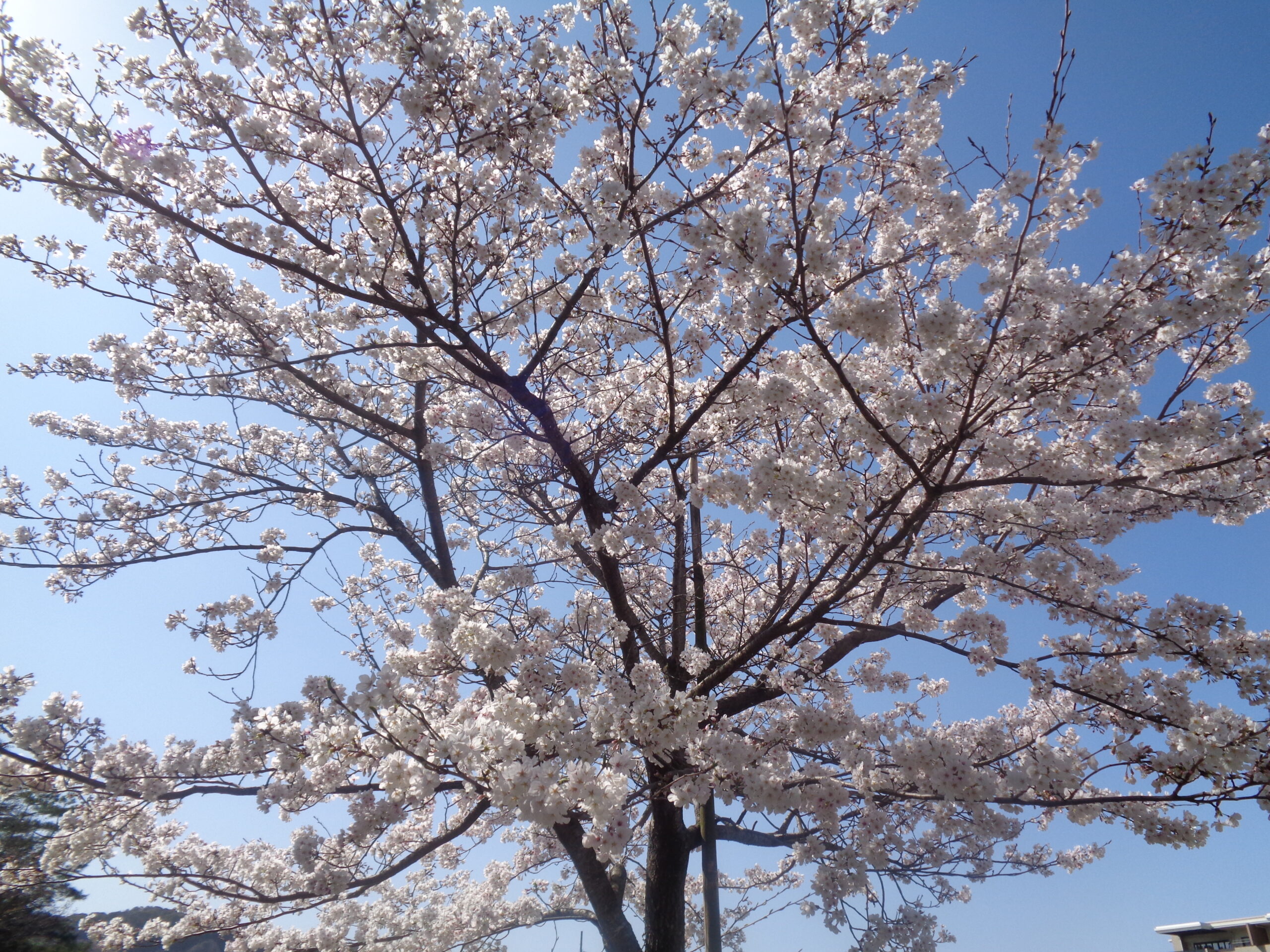 🌸お花見🌸