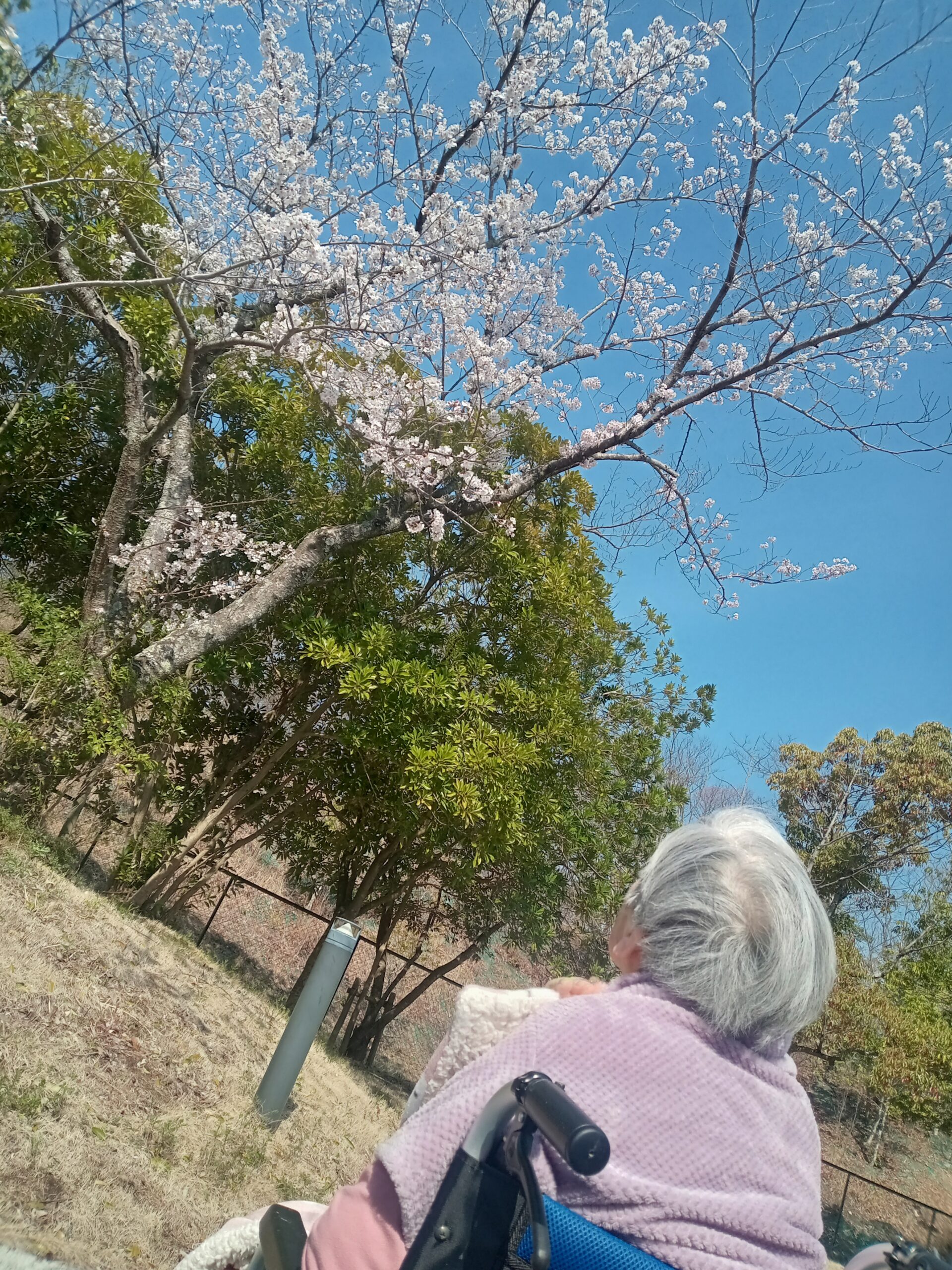 🌸敷地内をお散歩🌸