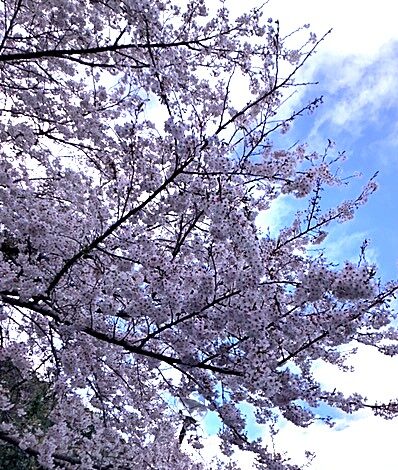 🌸満開🌸