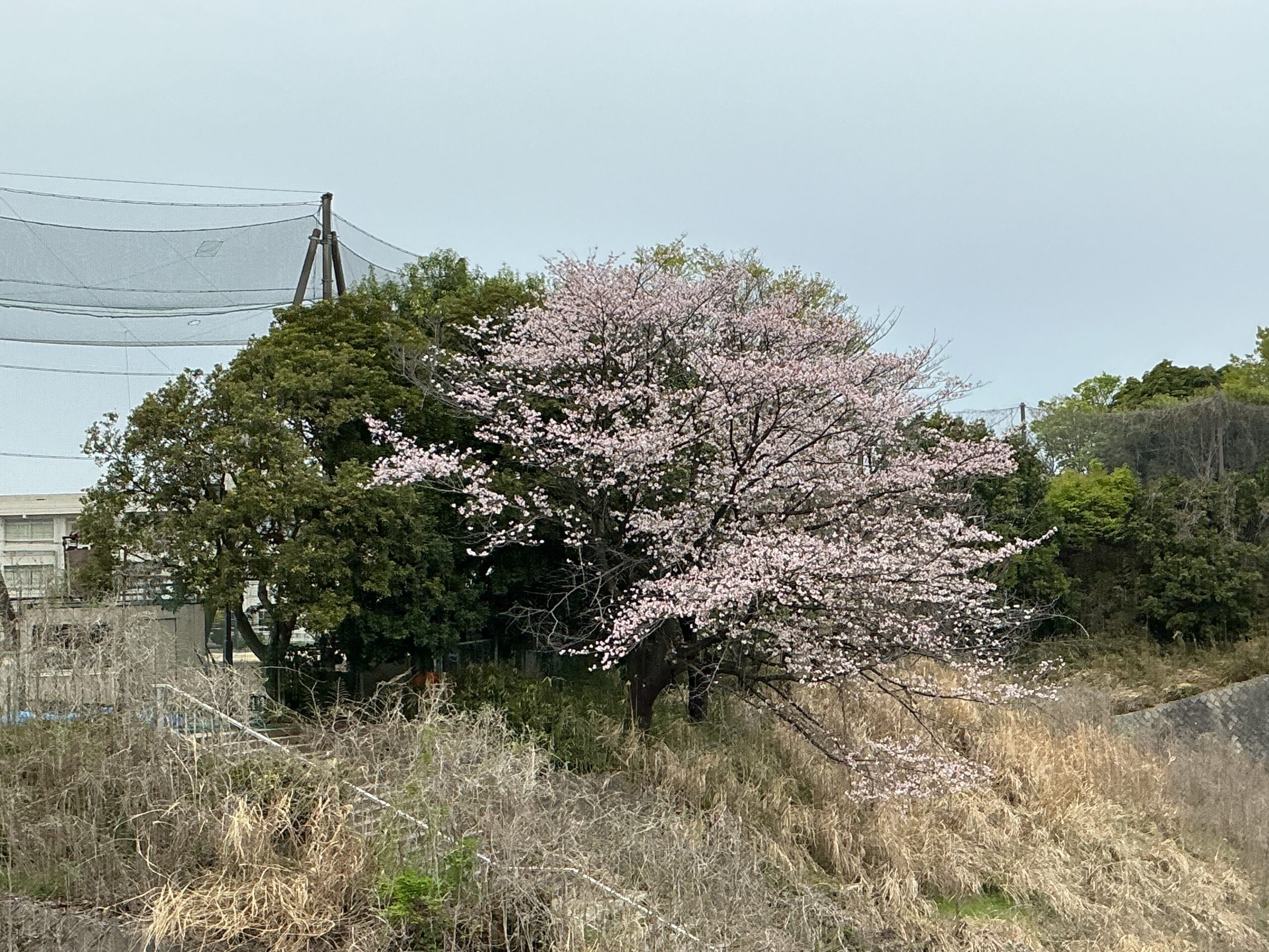 桜の季節になりました