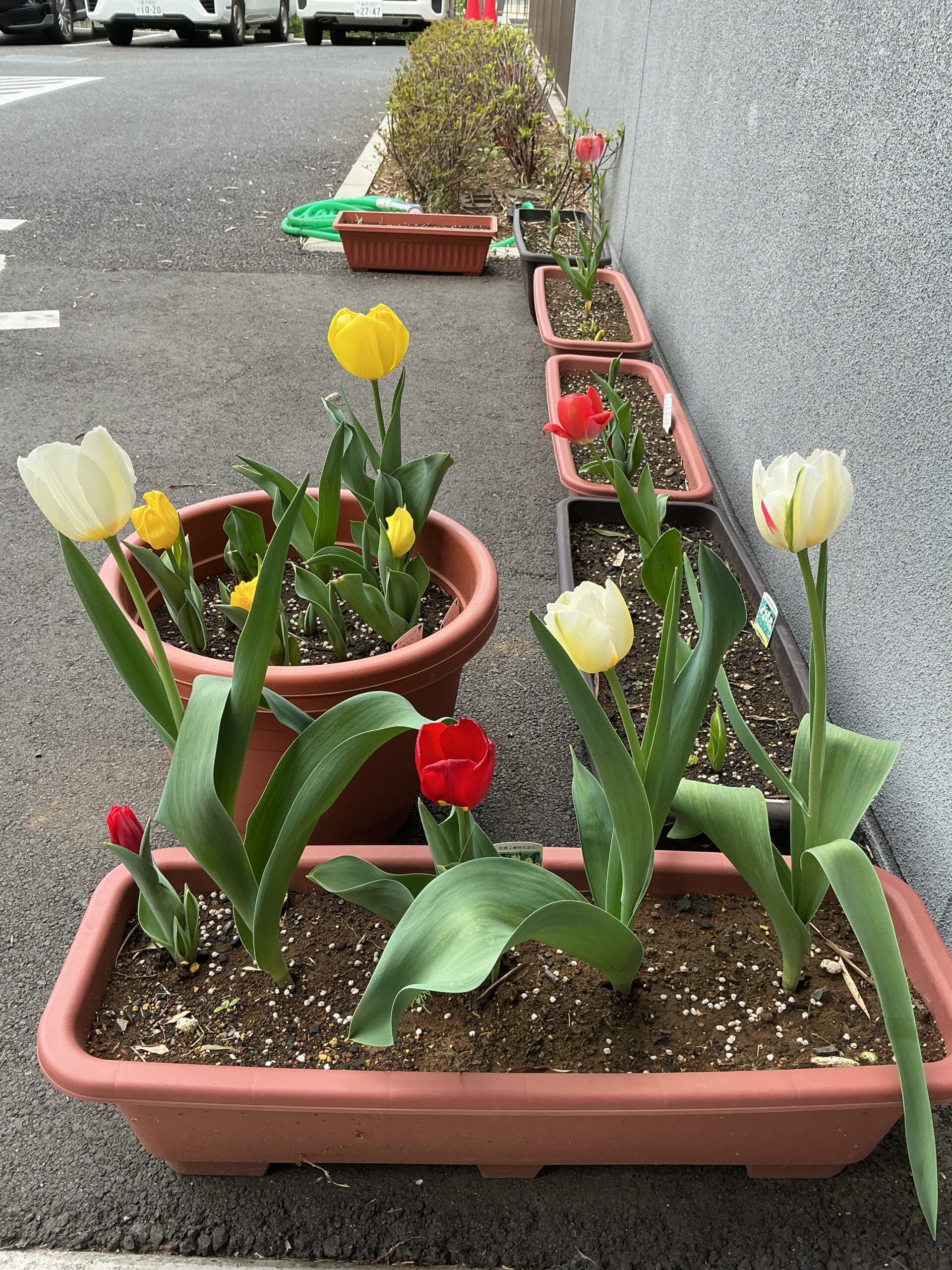 🌷咲いた✨🌷