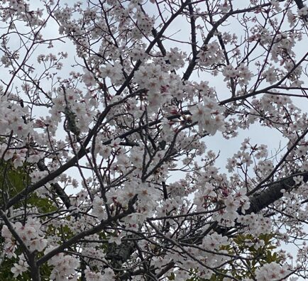 🌸施設の桜も満開です🌸