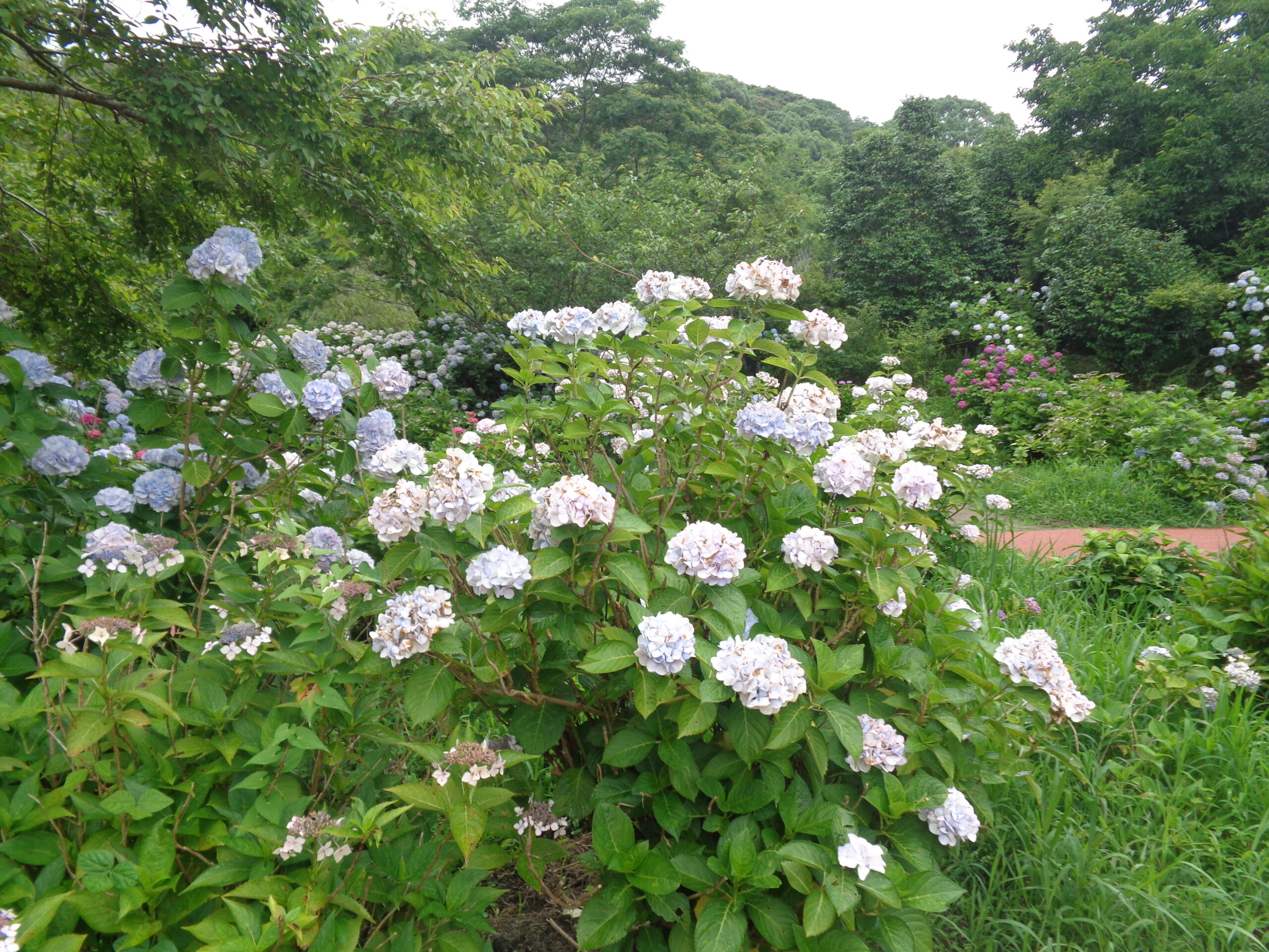 🌺あじさい公園🌺