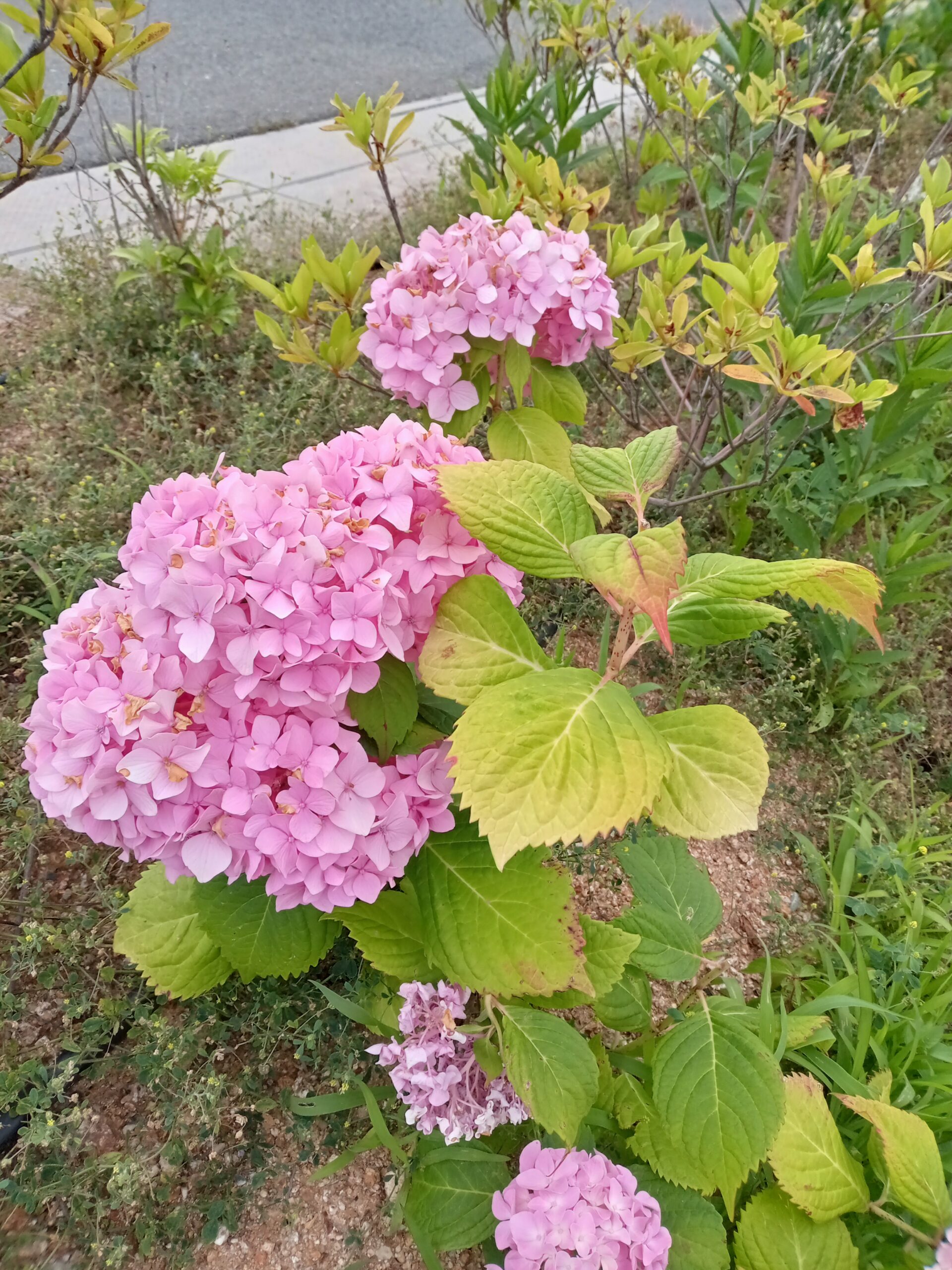 お散歩🎵