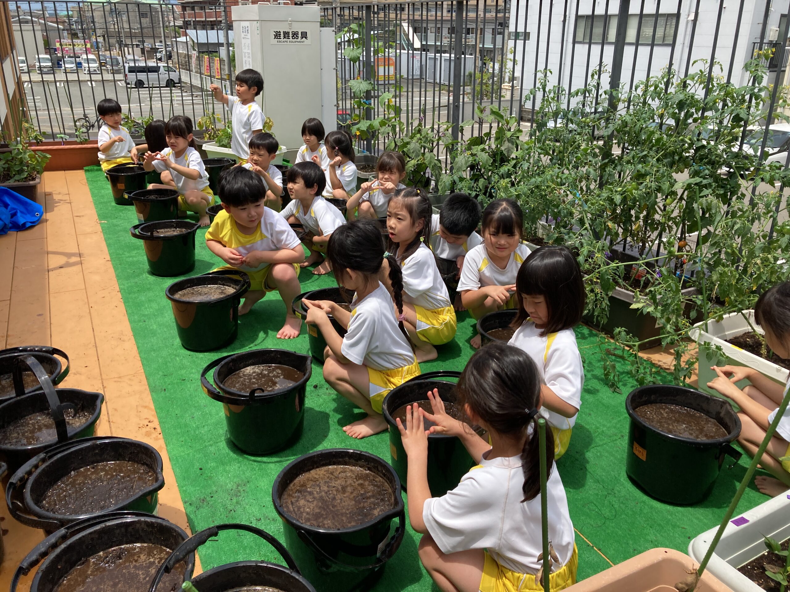 いろどり米、育ちますように🍚