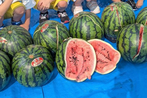 🍉今年もたくさん、割りました🍉